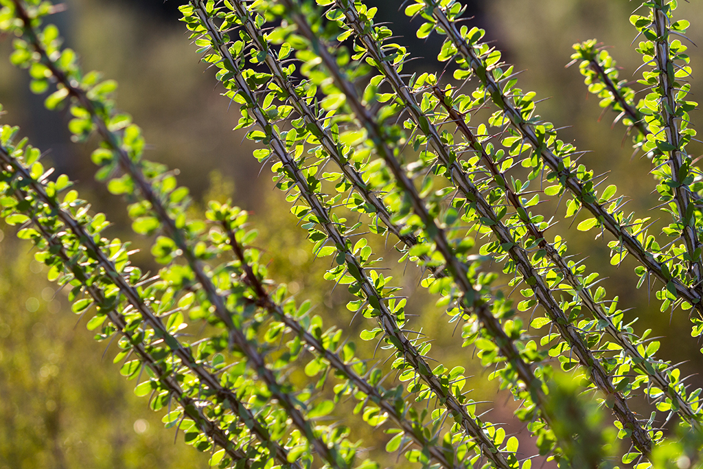 10-20 - 12.jpg - Saguaro National Park, West Part